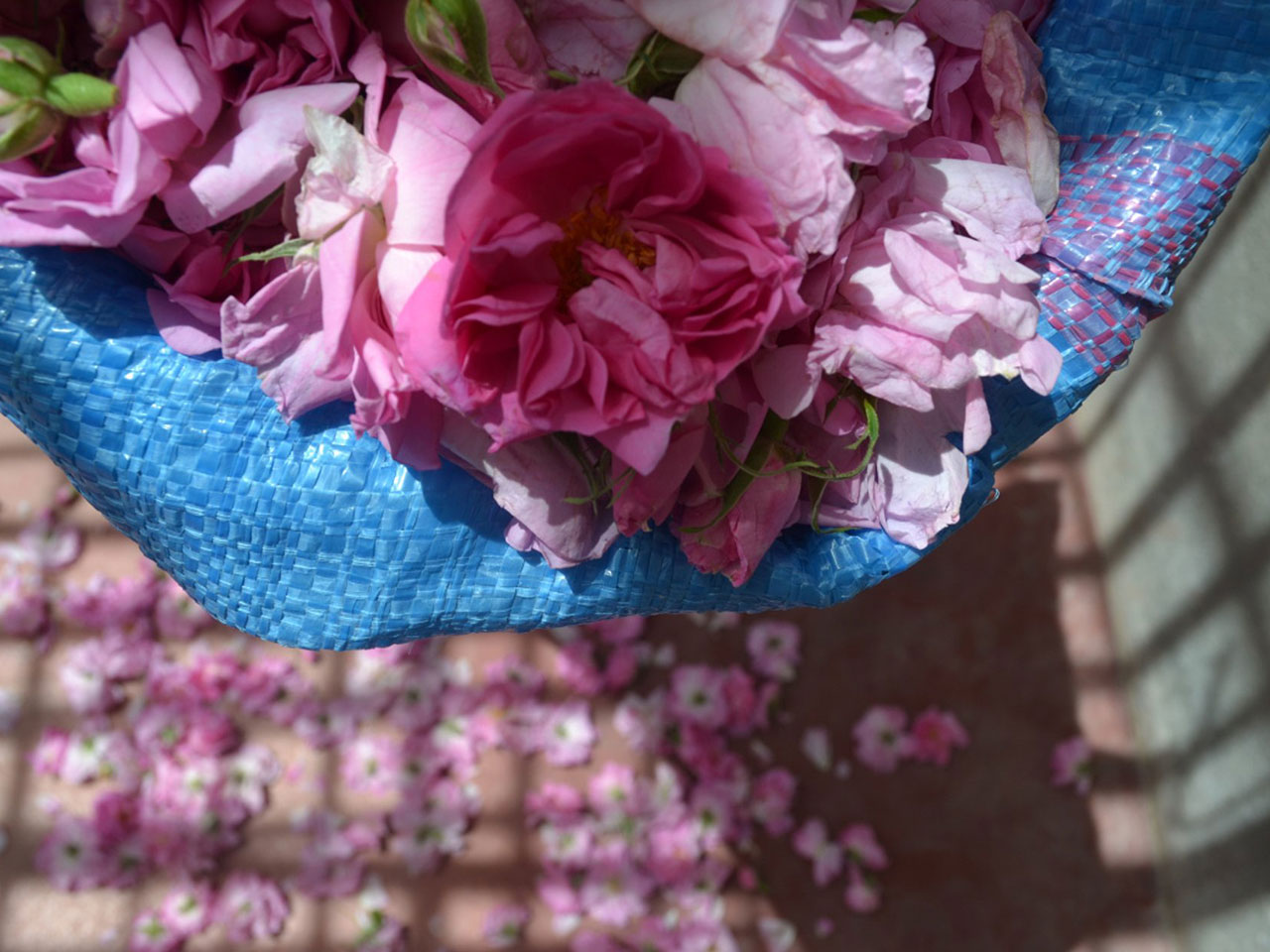Festival of the Roses in Morocco | Global Morocco Exploration